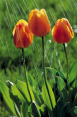 Tulips in the Rain!